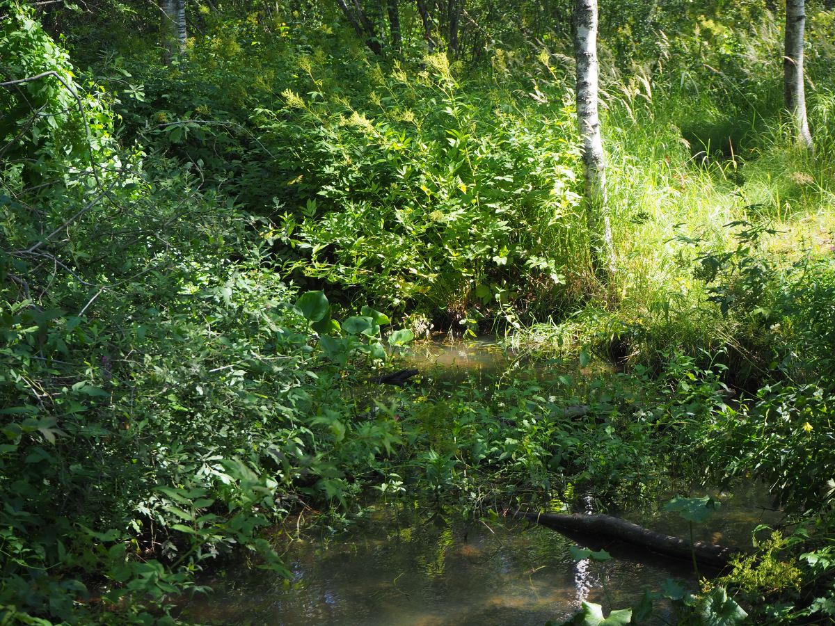 Julkisilla luontoon – Vantaalta löytyy lukuisia pieniä luonnonsuojelualueita